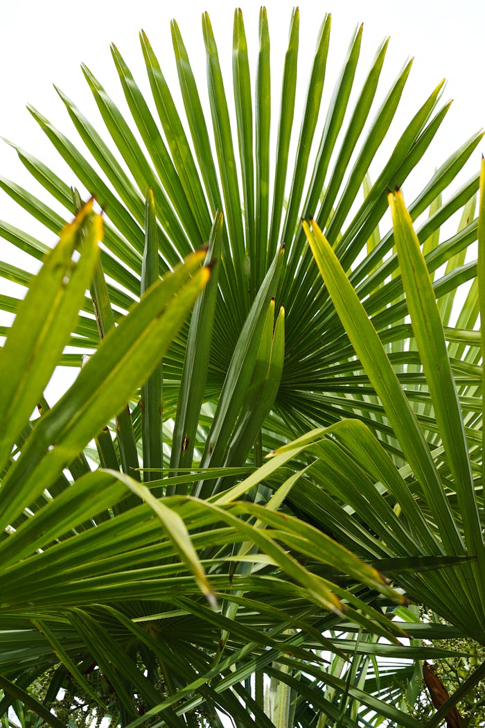 Free stock photo of earth, green, nature